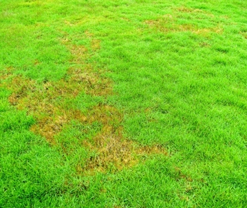 Image of a yard