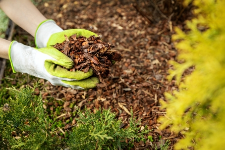 Mulching garden conifer bed with pine tree bark mulch.