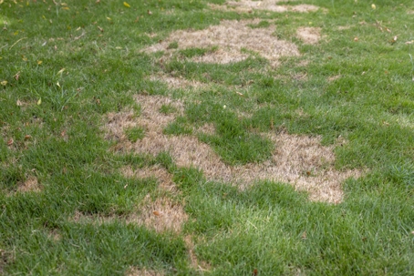 Dry and damaged grass needs lawn care.