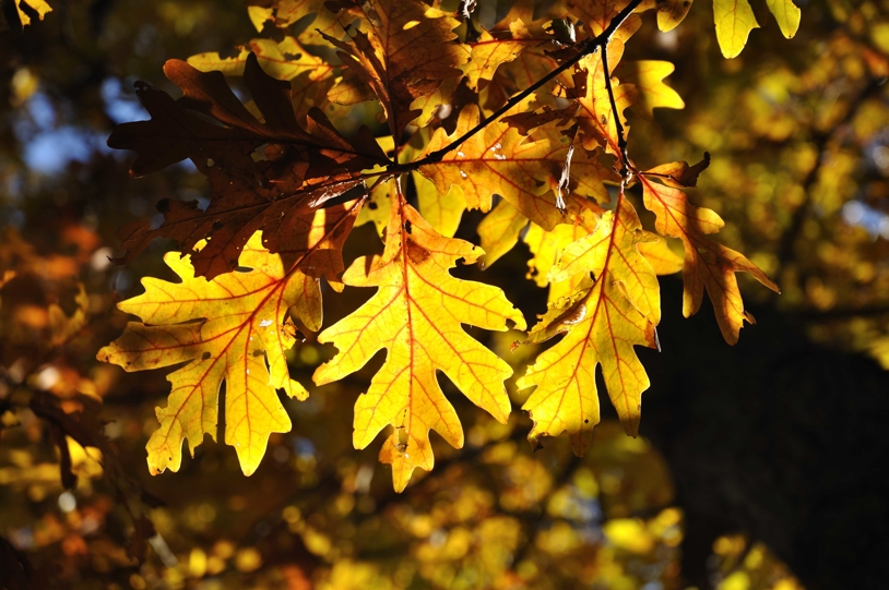 oak tree in fall leaves