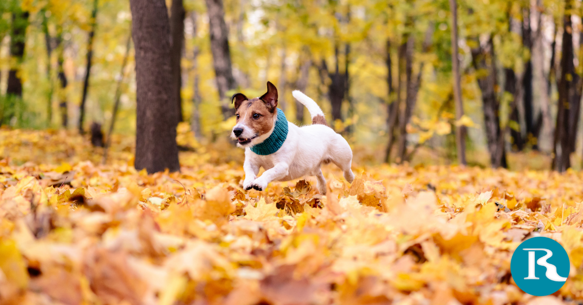 Pros and Cons of Raking Your Leaves