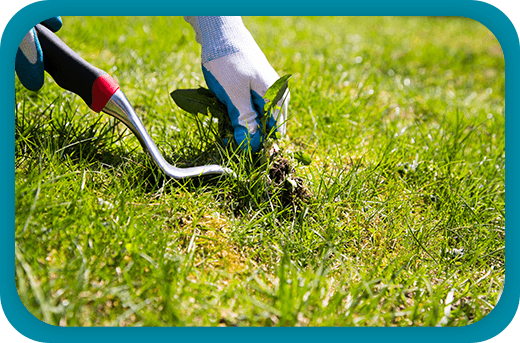 Weed Control & Fertilization